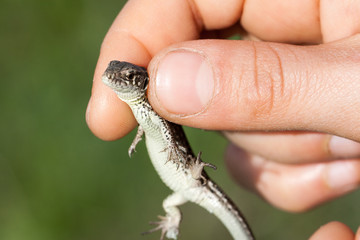 herpetologist hand holding juvenile balkan wall lizard. Podarcis tauricus