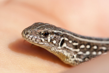 herpetologist hand holding juvenile balkan wall lizard. Podarcis tauricus