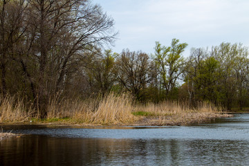 River in forest