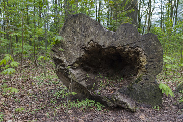 Pellens-Park im Frühling