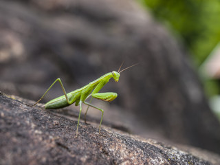 Close-Up Of Green Praying Mantis On Rock