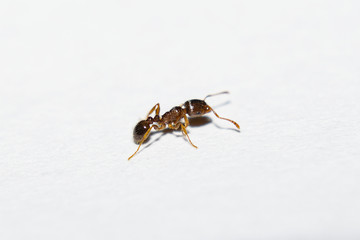 Extreme Close-Up Of Ant Isolated On White Background