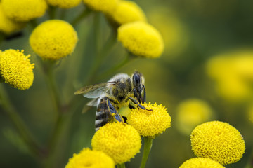 Side Angle View Of Bee Gathering Pollen From Yellow Flower