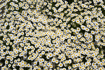 花園