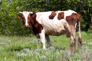 brown and white cow grazes on a meadow in the village