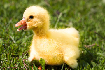 Cute little domestic gosling in green grass