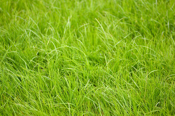 Close-up image of fresh spring green grass. Green grass photo background or texture. Beautiful bright field of green grass. Element of design. Natural background.