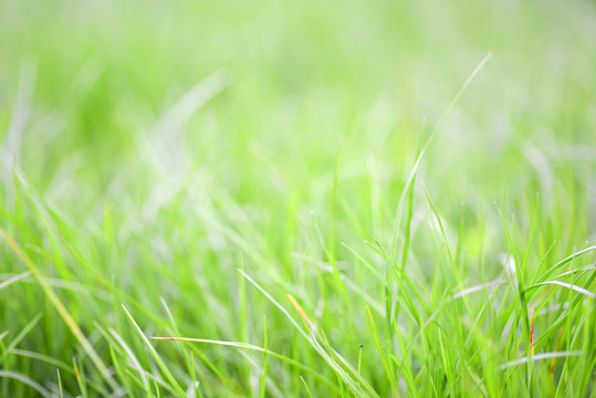 Close-up image of fresh spring green grass. Green grass photo background or texture. Beautiful bright field of green grass. Element of design. Natural background.