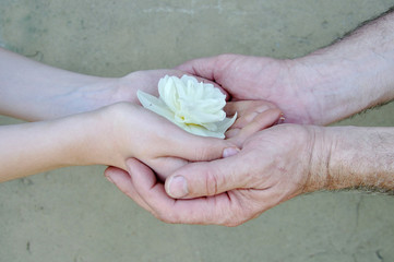  hands of man and woman holding white flower