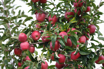 Closeup of a branch with fresh red apples