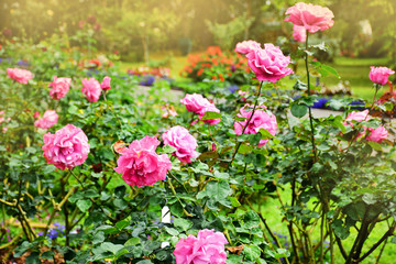 Beautiful rose blooming in garden