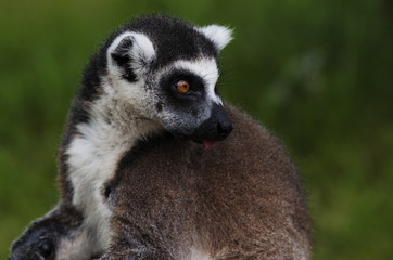 Tailed lemur