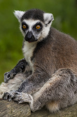 Tailed lemur