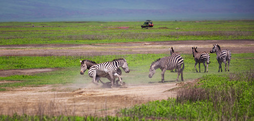 Fototapeta na wymiar Zebras fighting in Ngorongoro park, Tanzania