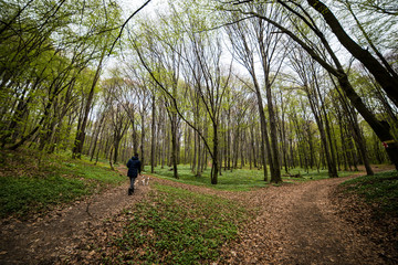 wide photos of trail in woods