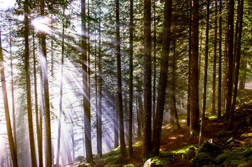 Fototapeta premium Luce radente nel bosco