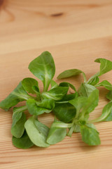 Feldsalat, Rapunzelsalat, Vogerlsalat