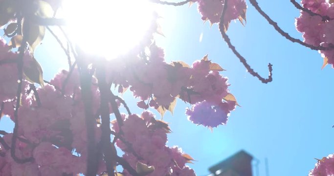 Pink Beautiful Japanese Cherry Blossoming of Sakura Tree Closeup in Broad Daylight on Natural Background