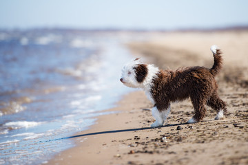 adorable puppy walking on a beach