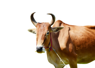 Cow isolated on white background