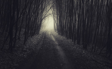 dark scary forest path, Halloween background
