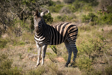 Fototapeta na wymiar einzelnes Zebra