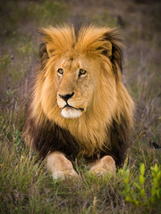 Obraz premium ruhender männlicher Löwe