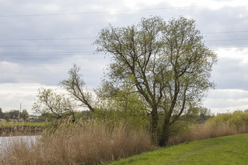 Am Lesumdeich im Frühling in Bremen