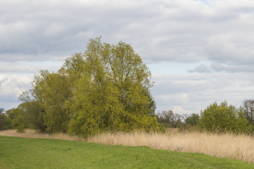 Obraz premium Am Lesumdeich im Frühling in Bremen