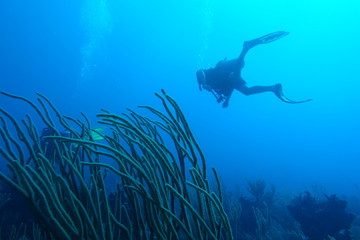 Diving in Puerto Rico
