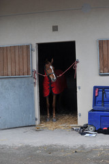 cheval de course © compagnie-17