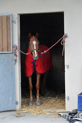 cheval de course © compagnie-17