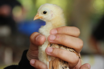 chick in human hand