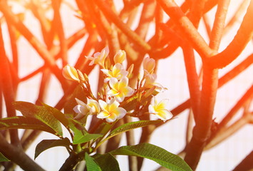 Plumeria flower white and water drop beautiful on tree ( Common name pocynaceae, Frangipani , Pagoda tree, Temple tree )