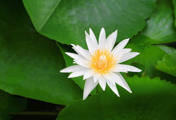 lotus flower white or water lilly purple beautiful in nature © pramot48