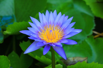 lotus flower or water lilly purple beautiful in nature © pramot48