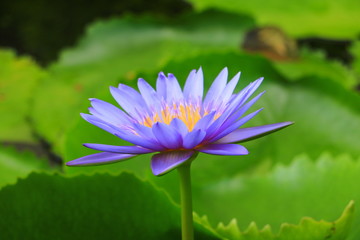 lotus flower or water lilly purple beautiful in nature © pramot48