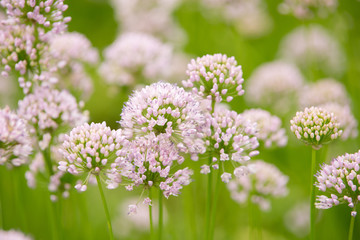 
Flower Allium 
