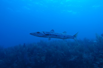 Diving in Puerto Rico