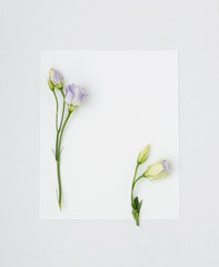 Eustoma flowers on paper