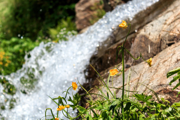Yellow mountain flower against the background of a small waterfall
