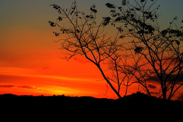 Fototapeta premium tree and branch silhouette at sunset yellow - orange in sky beautiful landscape on nature: with copy space for add text.