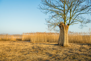 Bundles harvested reeds waiting for transport