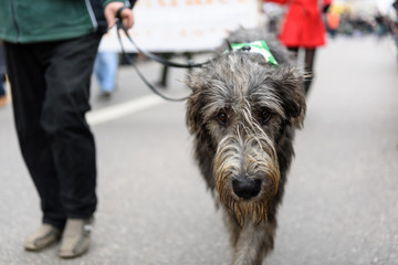 MUNICH, BAVARIA, GERMANY -  MARCH 13, 2016: grey Irish wolfhound walking on the street at the St. Patrick's Day Parade on March 13, 2016 in Munich, Germany