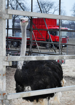 Ostrich in corral for your design