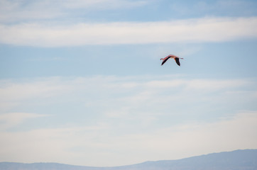 Fototapeta na wymiar Flamenco flying at Chaxa Lagoon in Atacama Desert, Chile.