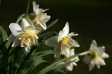 Naklejka na ściany i meble Narcissuses./Spring. Blossoming narcissuses. Difficult buds under the form with white and yellow petals. A dark background.
