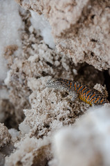 Lizard at Chaxa Lagoon, Chile