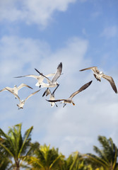 Seagulls fighting over a piece of bread. Palm trees in the background with blue cloudy sky.