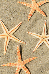 Starfish on sandy beach